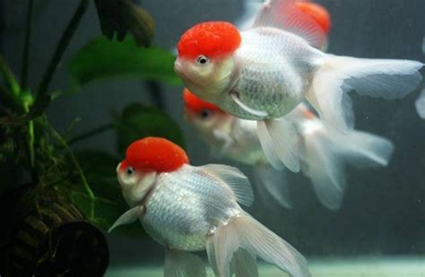 金魚養法|金魚飼養新手入門：8個金魚飼養技巧大公開（新手必讀）